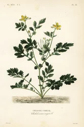 Schöllkraut, Chelidonium majus