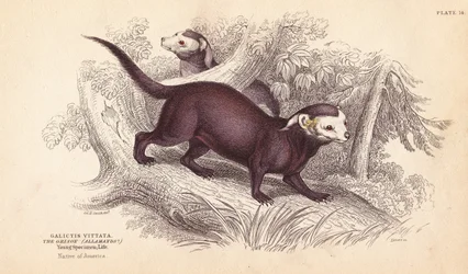 Großer Grison, Gallictis vittata. Handkolorierter Stahlstich von Lizars nach einer Illustration von Charles Hamilton Smith aus William Jardines Naturalist