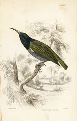 Grünköpfiger Sonnenvogel (Unteres Guinea), Cyanomitra verticalis cyanocephala (Olivrückensonnenvogel, Cinnyris chloronotus). Handkolorierter Stahlstich von William Lizars nach William Swainson aus Sir William Jardine