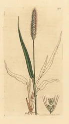 Grünes Fuchsschwanzgras, Setaria viridis. Handkolorierter Kupferstich nach einer Zeichnung von James Sowerby für James Smith