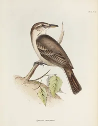 Graubauchiger Tyrann, ca. 1832-1836