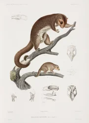 Grauer Phalanger und Junges