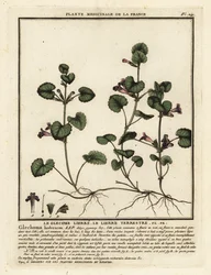 Gundermann, Glechoma hederacea