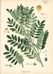 Guatemalischer Indigo oder Kleinblättriger Indigo, Indigofera suffruticosa (Indigofera anil). Chromolithographie nach einer botanischen Illustration aus Hermann Adolph Koehler