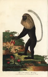 Guereza von Angola oder Angolanischer Schwarz-Weiß-Colobus - Angola-Colobus, Colobus angolensis. Vollbodenaffe, benannt nach seiner Ähnlichkeit mit einer Vollbodenperücke. Handkolorierter Kupferstich von J. Pass nach einer Illustration von Johann Jakob Ihl