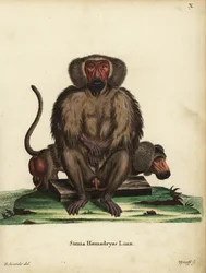 Hamadryas-Pavian, Papio hamadryas. Simia hamadryas Linn. Handkolorierter Kupferstich von Tyroff nach einer Illustration von George Edwards aus Johann Christian Daniel Schreber