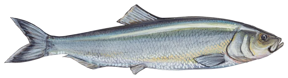 Atlantischer Hering (Clupea harengus)