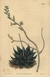 Haworthia minor oder Tulista minima (Kleinste Perlen-Aloe, Aloe margaritifera minima)