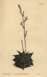 Haworthia mirabilis (Rauhe Blätter-Kissenaloe)