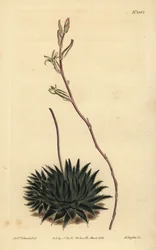 Haworthia pumila oder Tulista pumila (Dunkelblättrige Spinnenaloe)