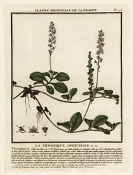 Ehrenpreis, Veronica officinalis