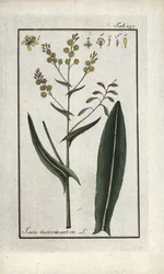 Färberwaid (Isatis tinctoria sativa). Lithographie aus „Afbeelding der Artseny-Gewassen“ von Johannes Zorn (1739-1799), Niederlande