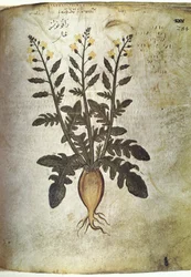 Kräuter Rübe (Radieschen)