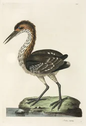 Reiher