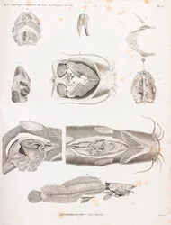 Heterobranches, anatomische Details
