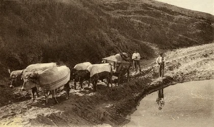 Ochsengespann bedeckt mit baskischen Stoffen, frühes 20. Jahrhundert