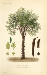 Amerikanische Gleditschie oder Dornen-Gleditschie, Gleditsia triacanthos, Gleditschia triacanthos, dreidorniger Fieberbaum