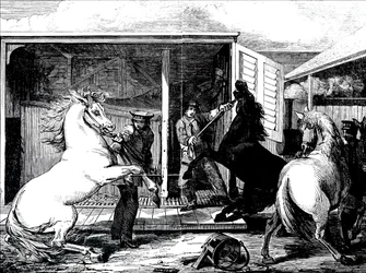 Pferde am Bahnhof Gloucester