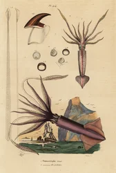 Humboldt-Kalmar, Dosidicus gigas, und Europäischer Fliegender Kalmar, Todarodes sagittatus