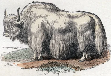 Illustration für "Alphabet Buffon"