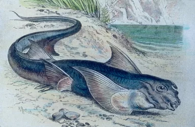 Illustration eines Chimären (Hydrolagus colliei)