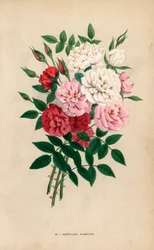 Indische Knopfrosen, Bengalische Pompons, Rosa chinensis Hybriden. Chromolithographie gezeichnet und lithographiert nach der Natur von F. Grobon aus Hippolyte Jamain und Eugene Forneys Les Roses, Paris, J. Rothschild