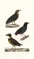 Indische Pittas, Kapuzenpitta und Javanische Bindenpitta