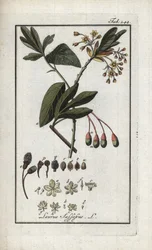 Irokesenlorbeer (Sassafras albidum). Lithographie aus „Afbeelding der Artseny-Gewassen“ von Johannes Zorn (1739-1799), Niederlande