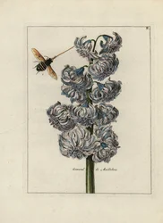 Hyazinthe (oder Hyazinthe), variete general von Maillebois, mit einer Biene - Lithographie zugeschrieben Paul Theodor van Brussel (1754-1795), Autor des Deckbouquets, oder A.Bres., beeinflusst von Nicolas Robert (1614-1685), veröffentlicht in Nederlandsch 