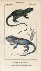 Jacky Lashtail, Port Jackson Agame, Amphibolurus muricatus, und Kap-Zwerggecko, Kap-Anolis, Lygodactylus capensis. Handkolorierte Kupferstichpunktgravur aus Jussieu