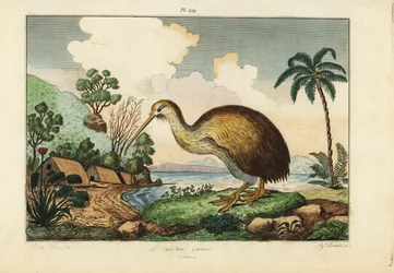 Kiwi-Vogel, Apteryx australis