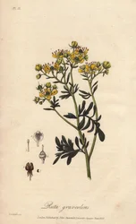 La rue des jardin oder rue fetide (Ruta graveolens) - Illustration aus „Botanique medicale, description des plantes medicinales de London, Edinburgh et Dublin“ von John Stephenson und James Morss Churchill