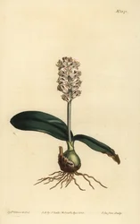 Lachenalia pallida