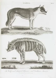 Der Wolf und die gestreifte Hyäne und Insekten Cantharis