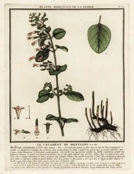 Kleine Bergminze, Clinopodium nepeta