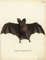 Kleine Falsche Vampirfledermaus, Megaderma spasma. Vespertilio spasma Linn. Handkolorierter Kupferstich von Hermann Jakob Tyroff aus Johann Christian Daniel Schrebers Tierillustrationen nach der Natur, oder Schrebers Fantastische Tiere, Erlangen, Deutschl