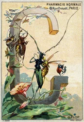 Buchstabe G wie Galopp. Künstlerisches Alphabet von Herrn Marinier