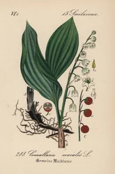 Maiglöckchen, Convallaria majalis. Handkolorierte Lithographie aus Diederich von Schlechtendal
