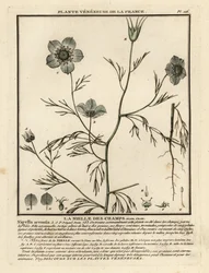 Jungfer im Grünen, Nigella arvensis