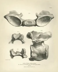 Lendenwirbel von Macrauchenia, einem prähistorischen Tier, gefunden von Charles Darwin während seiner Forschungsreise an Bord der Beagle. The Zoology of the voyage of H.M.S. Beagle under the command of Captain Fitzroy during the years 1832 to 1836