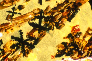 Metalle, Mineralien, Eisenhaltig, LM Eisenschlacke