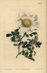 Macartneys Rose, Rosa bracteata
