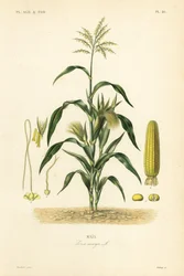 Mais, Zea mays