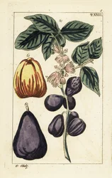 Malayapfel, Syzygium malaccense