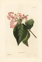 Malpighia glabra. Handkolorierter Kupferstich von George Cooke nach einer Illustration von George Loddiges aus Conrad Loddiges