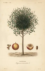 Manchineelbaum, Hippomane mancinella, Mancenillier