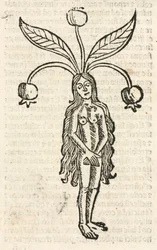 Alraune (weibliche Form)