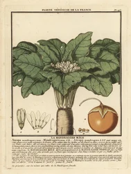 Alraune, Mandragora officinarum