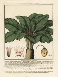 Alraune, Mandragora officinarum