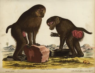 Mandrill, Mandrillus sphinx. Gefährdet. Simia sphynx Linn. Handkolorierter Kupferstich von Johann Sebastian Leitner nach einer Illustration von Jacques de Seve aus Johann Christian Daniel Schrebers Tierillustrationen nach der Natur, oder Schrebers Fantast